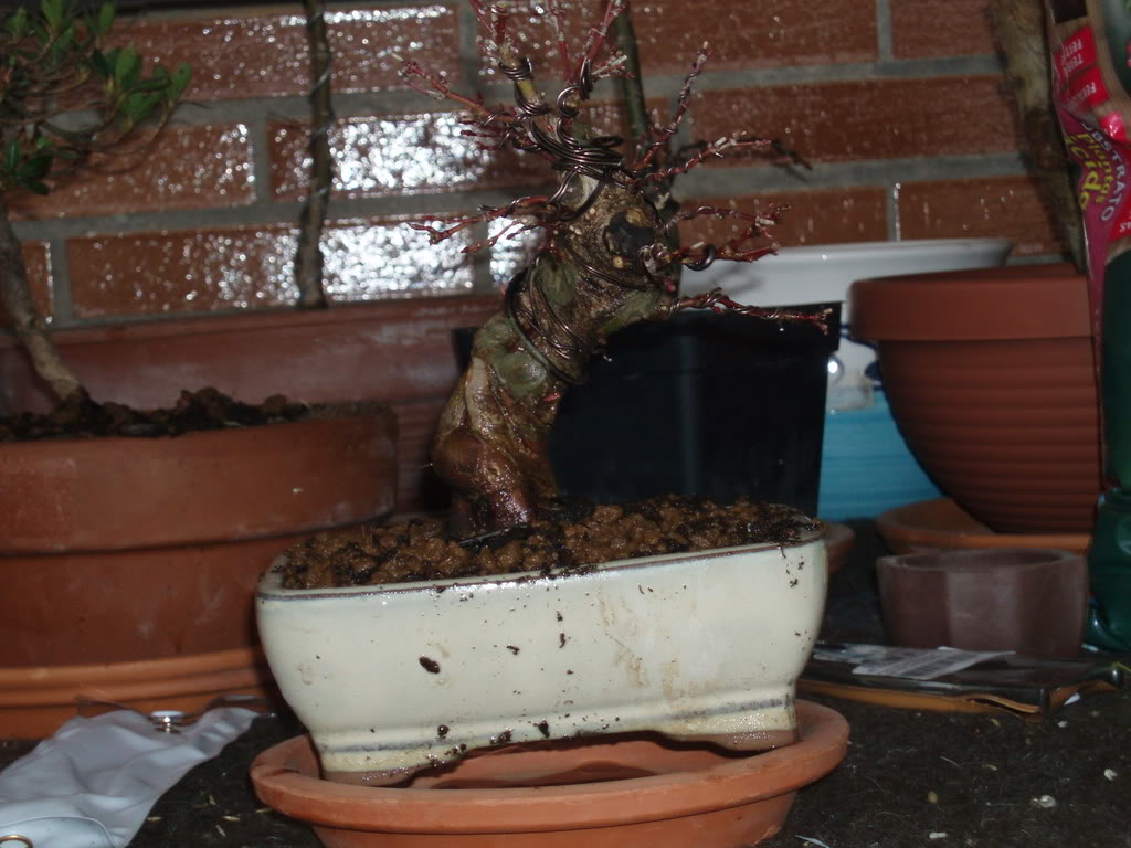 P1010020-1.jpg
