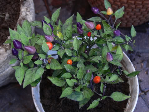 P1010020-1.jpg