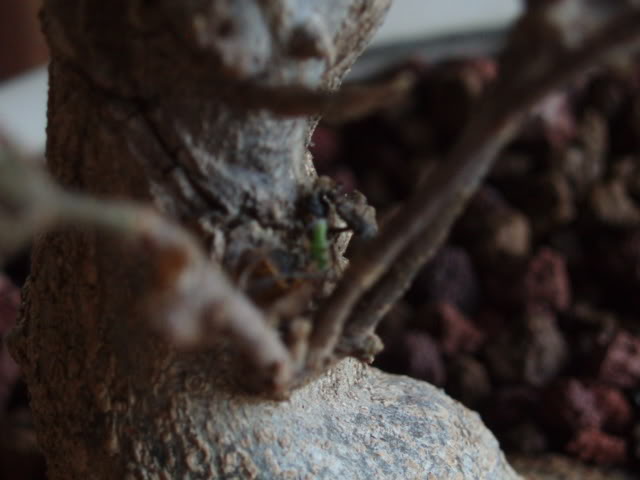 P1010020.jpg