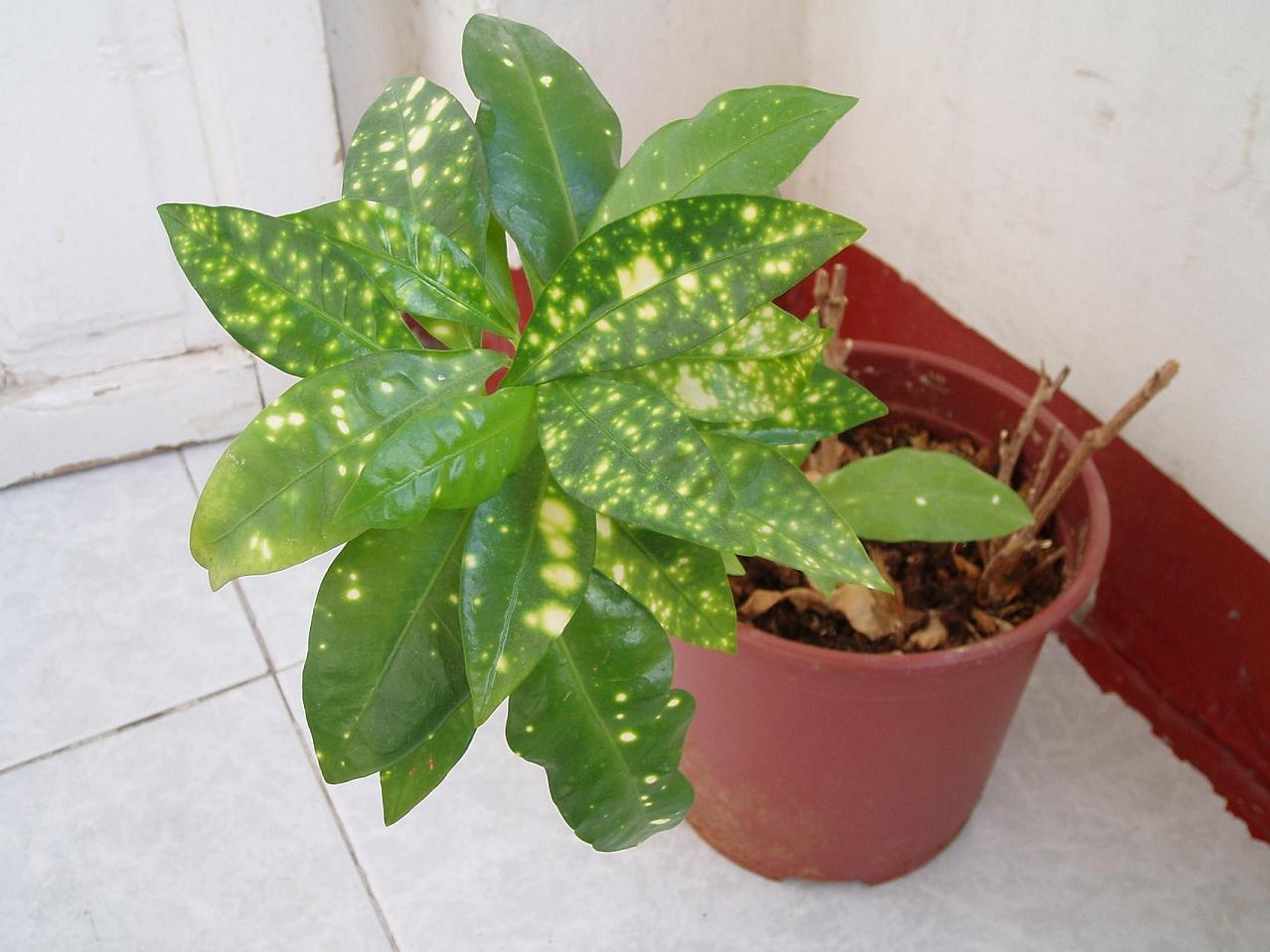 P1010021-1.JPG
