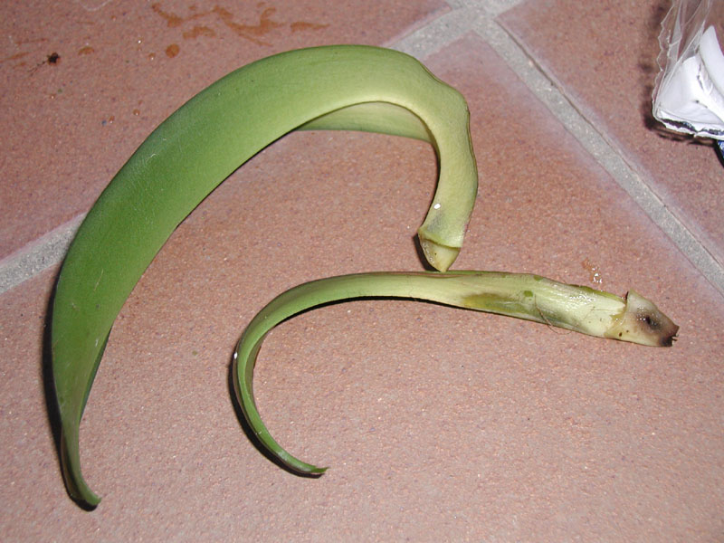 P1010021%20copy.jpg