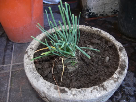 P1010022-1.jpg