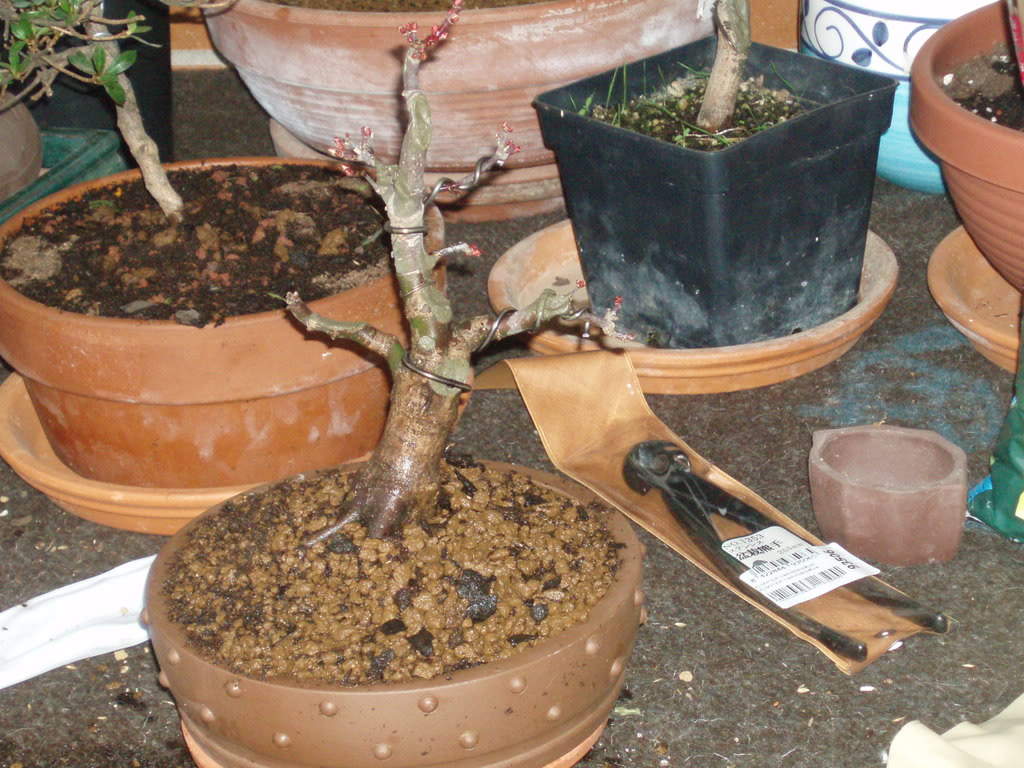P1010023-1.jpg
