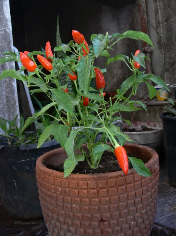 P1010023-1.jpg