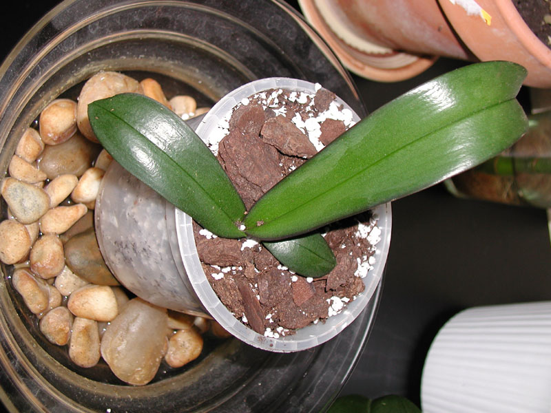 P1010023%20copy.jpg