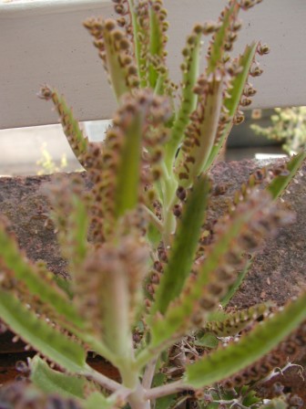 P1010023.JPG