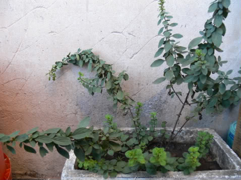 P1010024-1.jpg