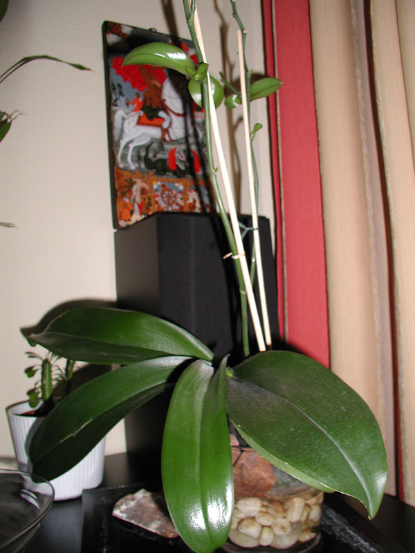 P1010024%20copy.jpg