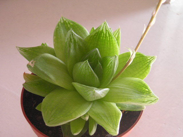 P1010024.jpg