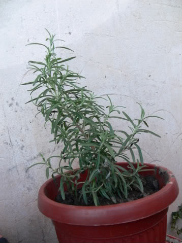 P1010027-1.jpg