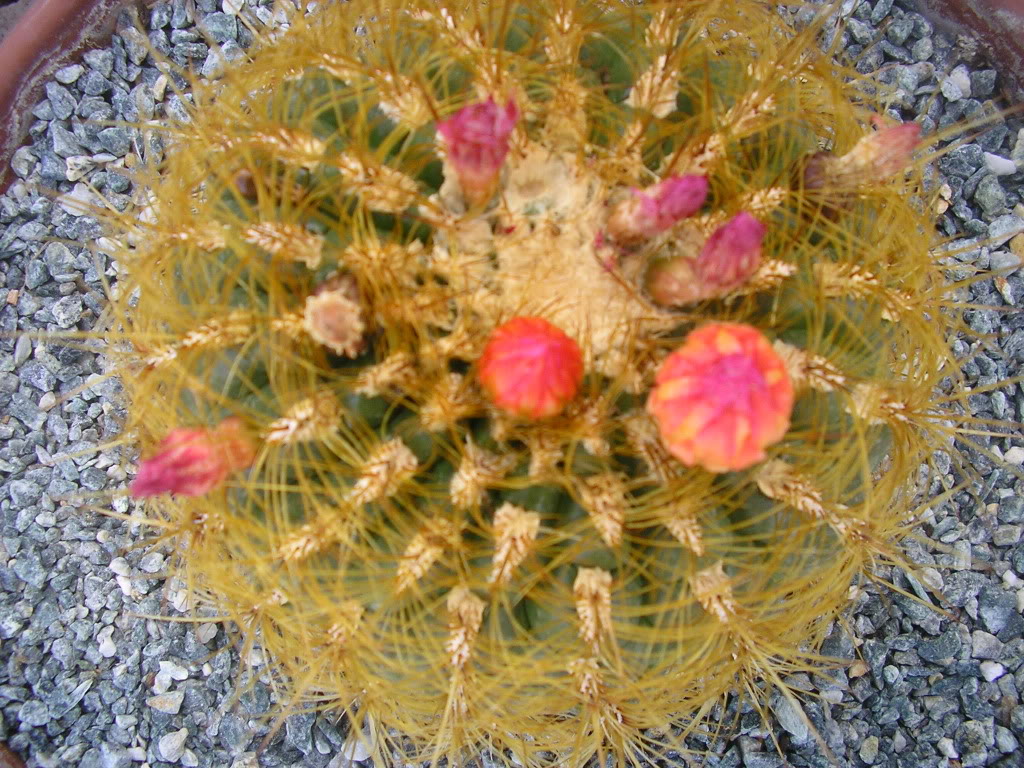 P1010027.jpg