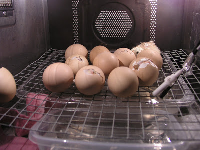 P1010031.JPG