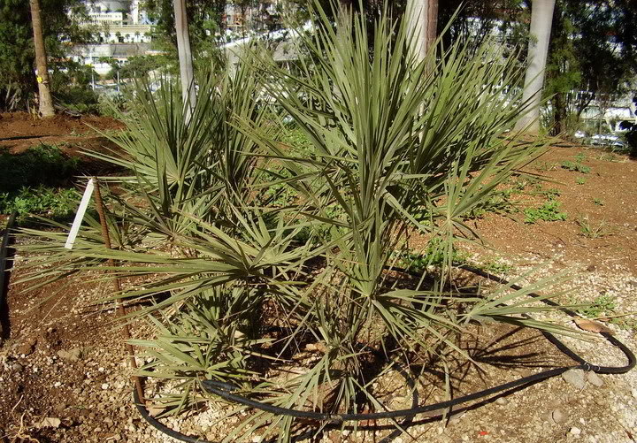 P1010033_redimensionar.jpg