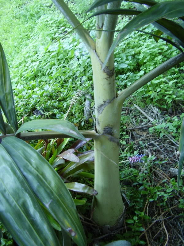P1010035_redimensionar.jpg