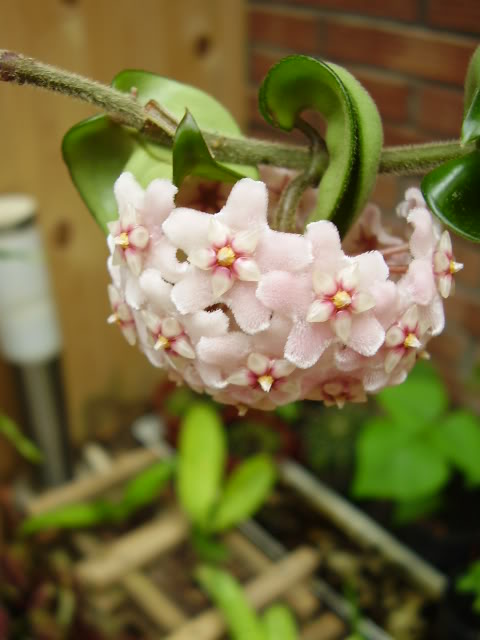 P1010036.jpg