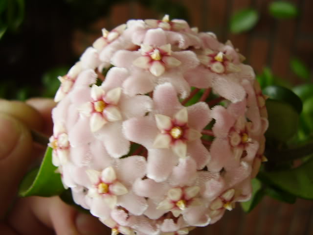 P1010038.jpg