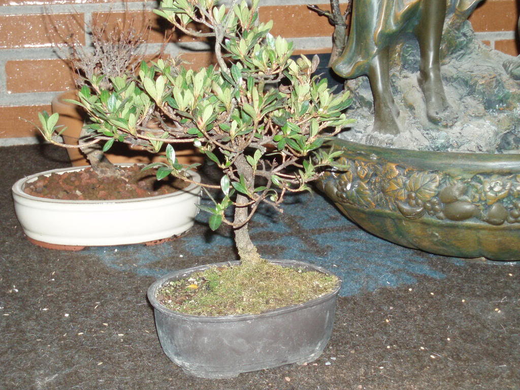 P1010039-1.jpg