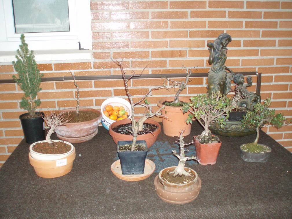P1010041-1.jpg