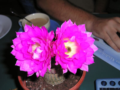 P1010041.jpg