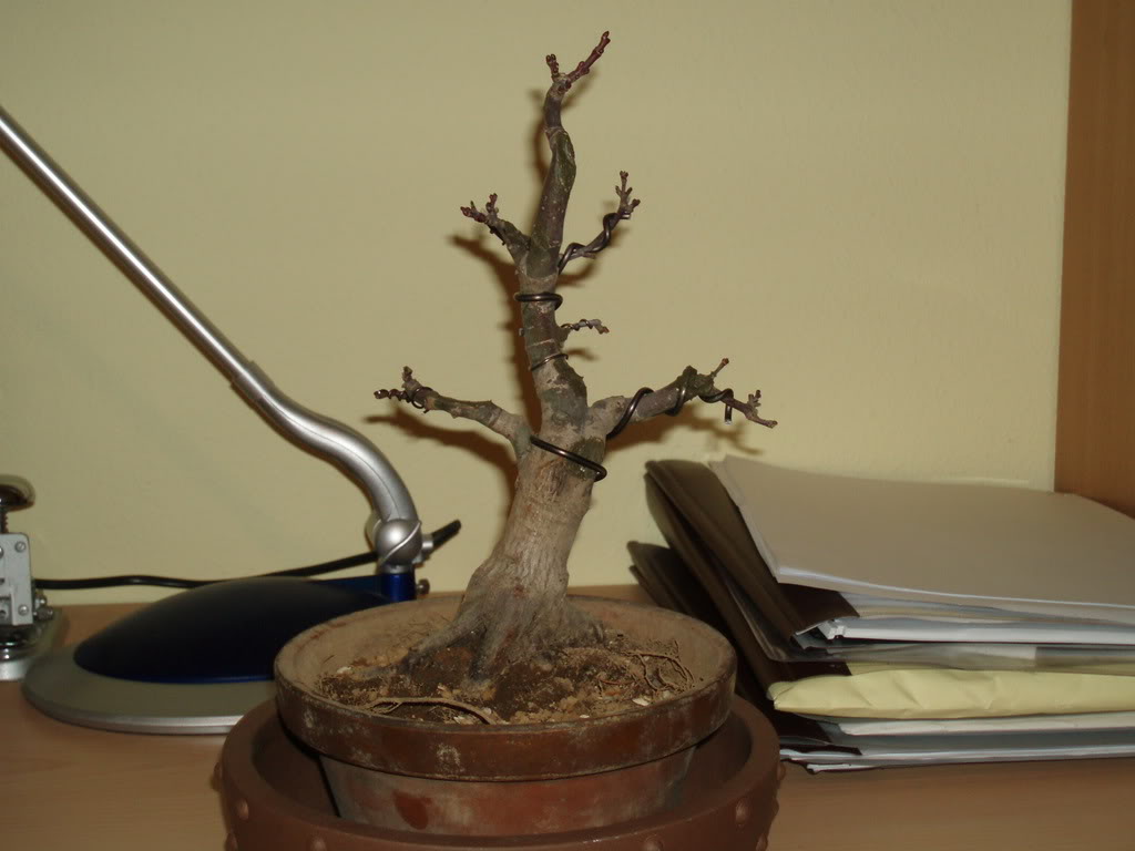 P1010042.jpg