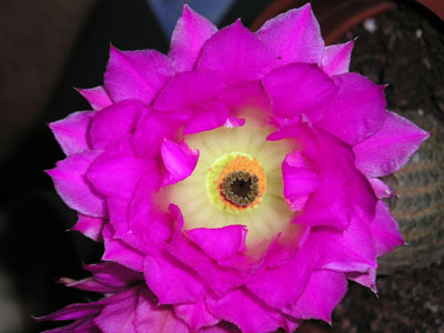 P1010042.jpg