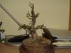 P1010043-1.jpg
