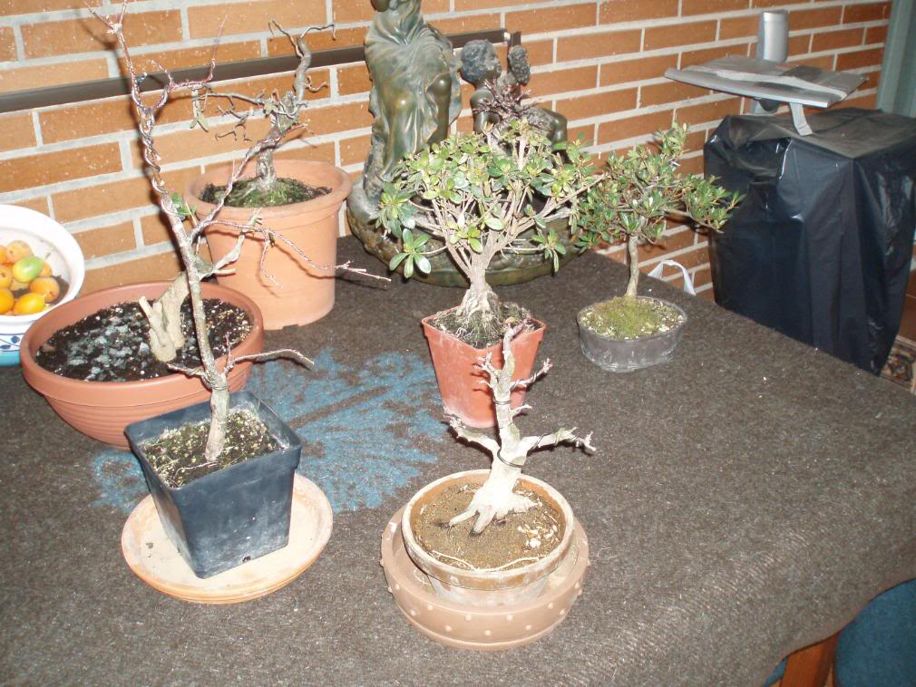 P1010043-2.jpg