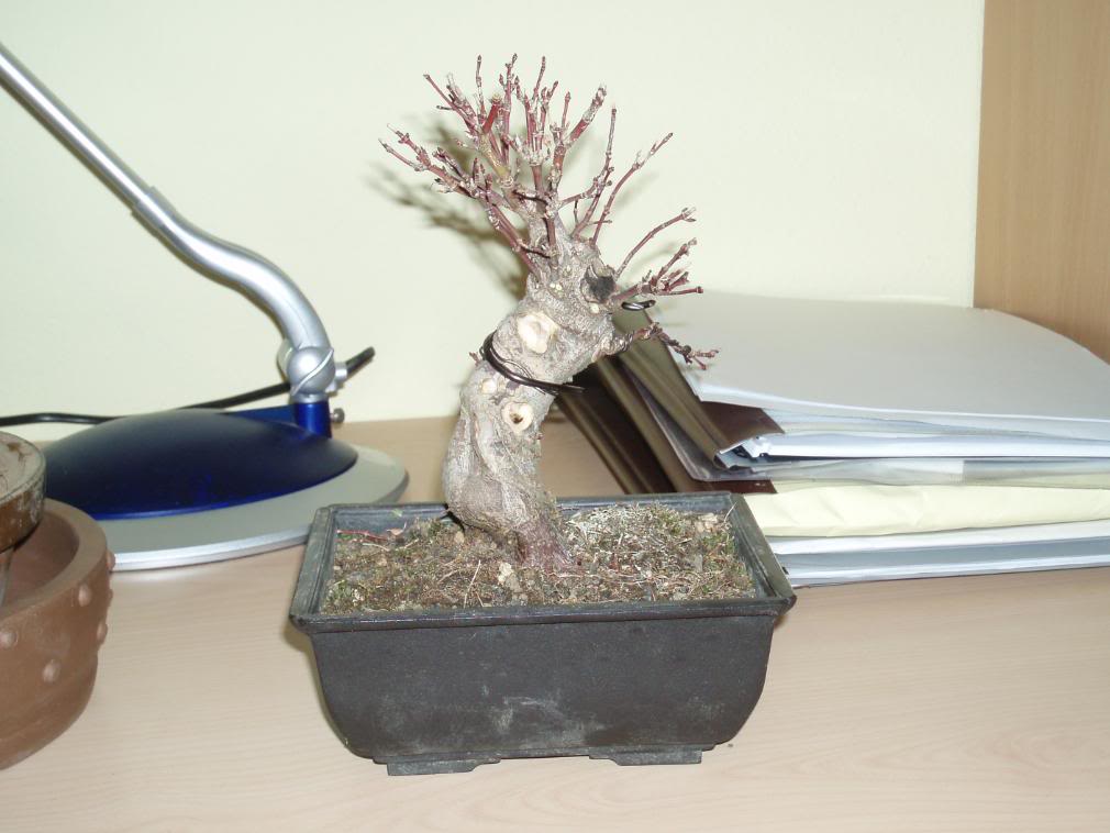 P1010044.jpg