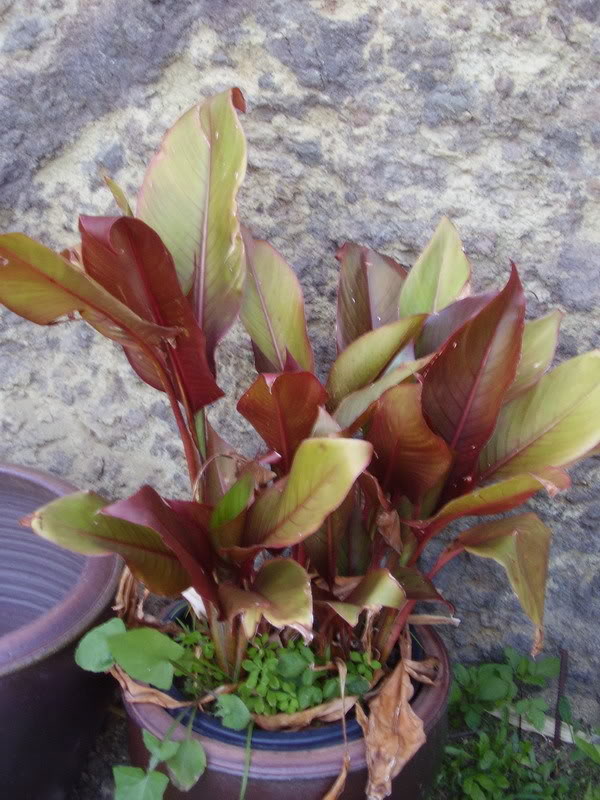 P1010045_redimensionar-2.jpg