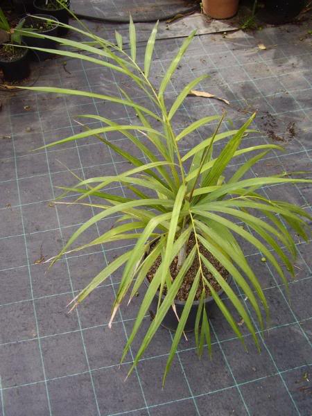 P1010050_redimensionar.jpg