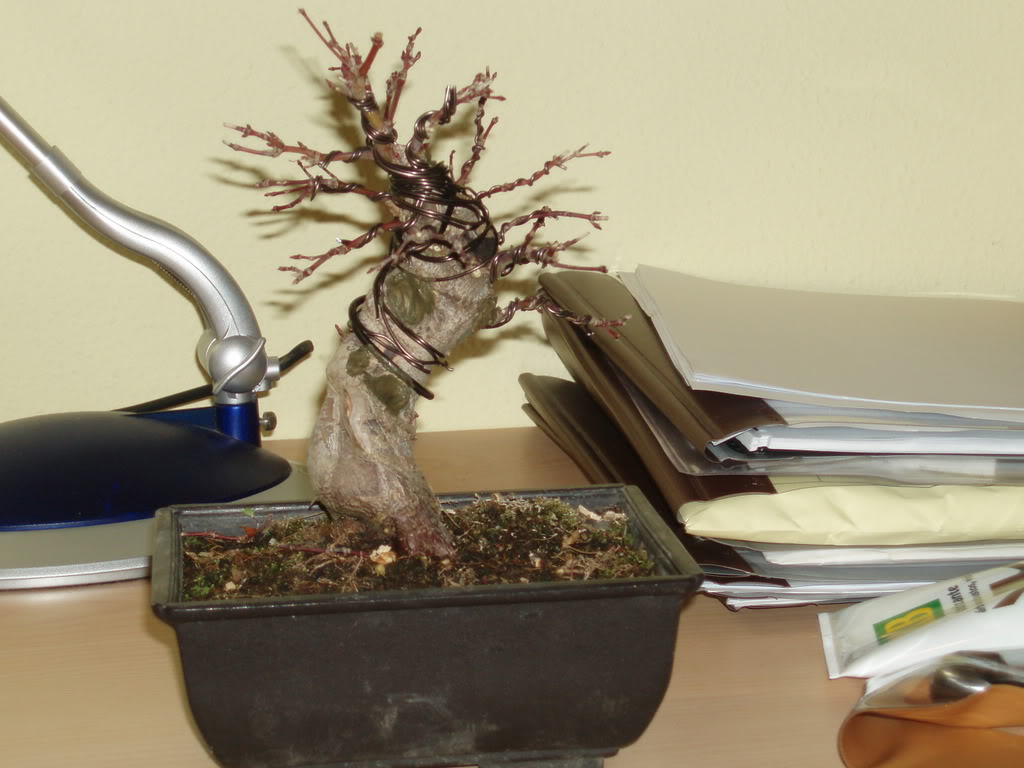 P1010051.jpg