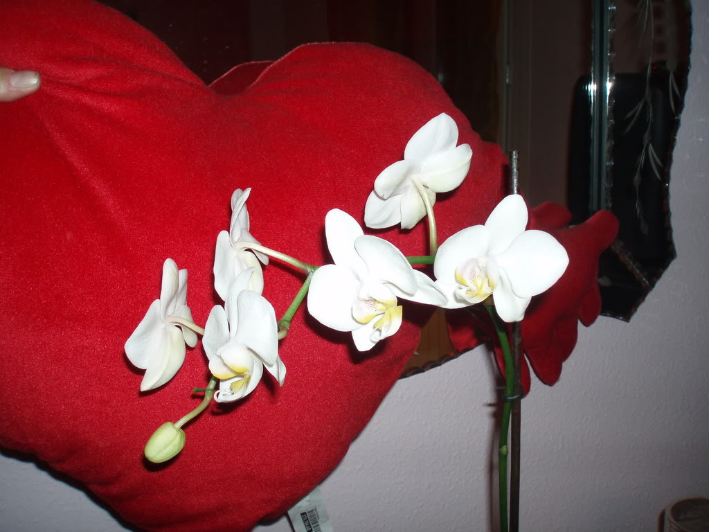 P1010054-1.jpg