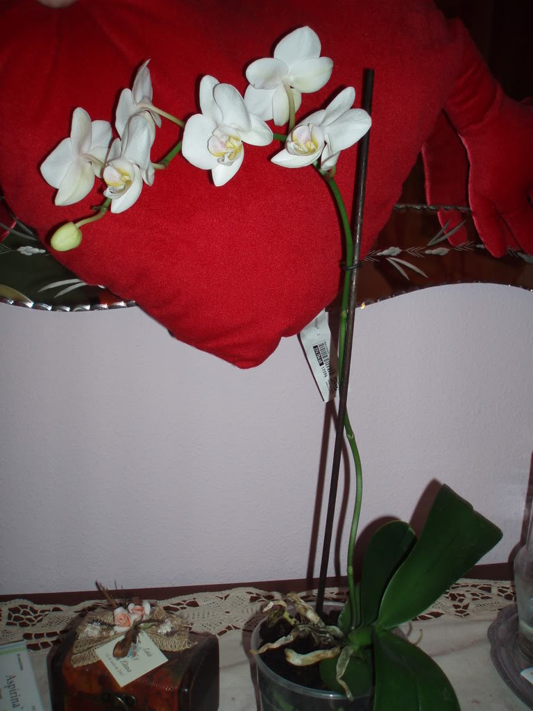 P1010055-1.jpg