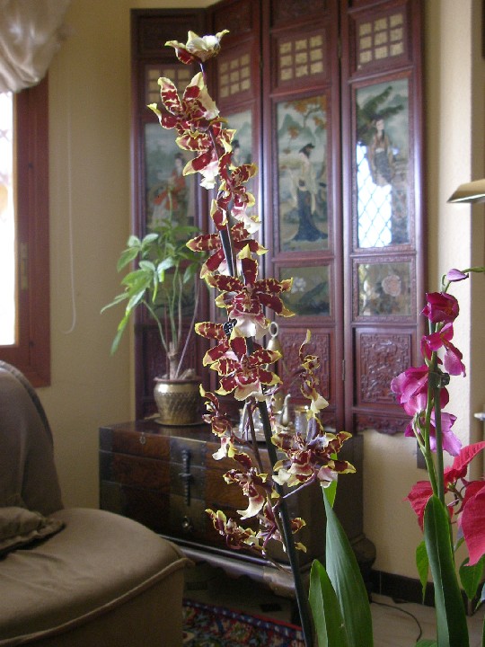 P1010073 bis.JPG