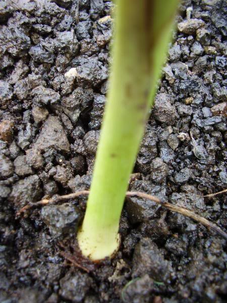 P1010089_redimensionar.jpg