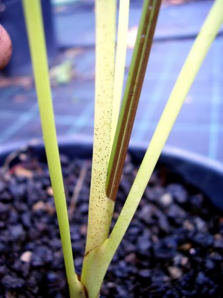 P1010091_redimensionar.jpg