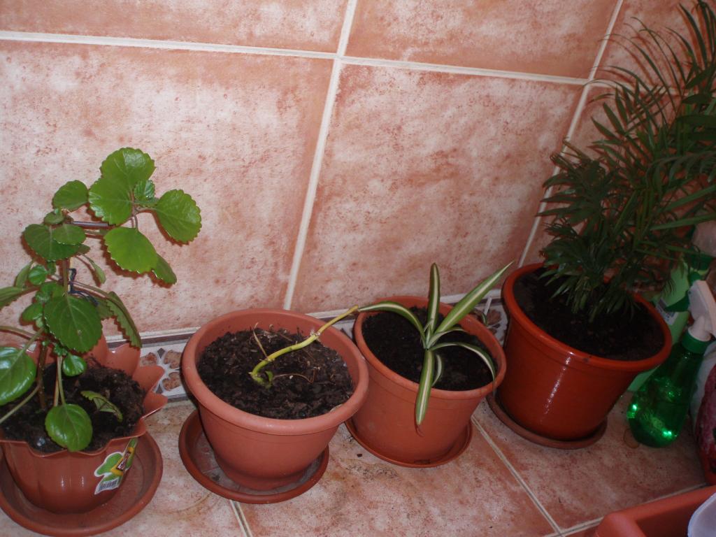 P1010091_zpsfa83586b.jpg