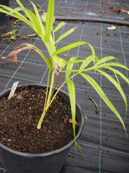 P1010092_redimensionar.jpg