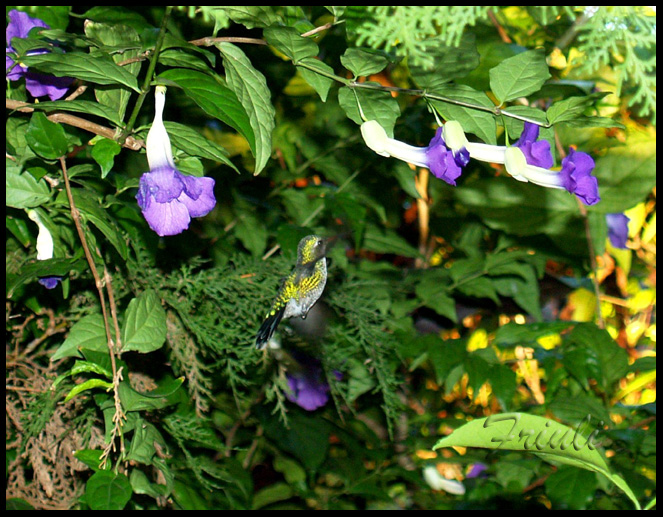 P1010098_copiar.jpg