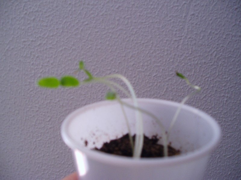 P1010120.JPG