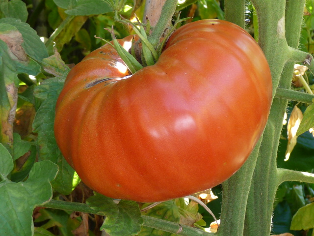 p1010224.jpg