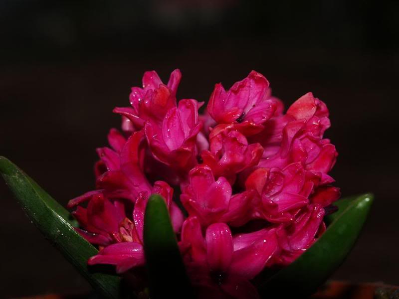 P1010230LargeMedium.jpg