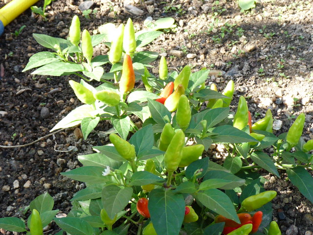 p1010244.jpg