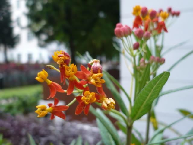 P1010245.jpg