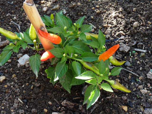 p1010245.jpg