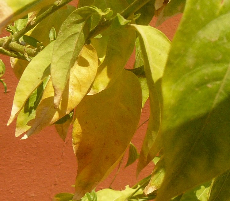 p1010249.jpg