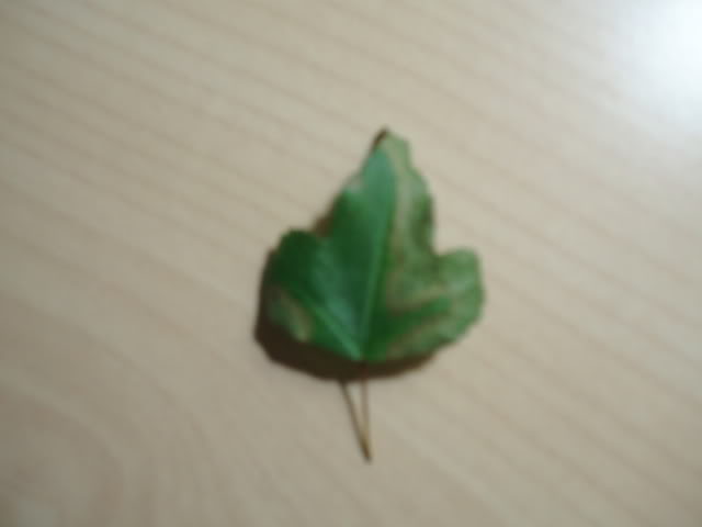 P1010272.jpg