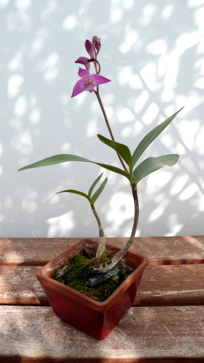 P1010355_a.jpg