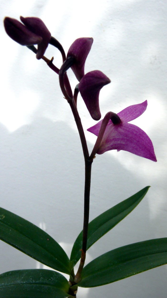 P1010373_a.jpg