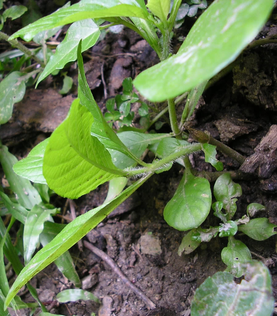 P1010426.jpg